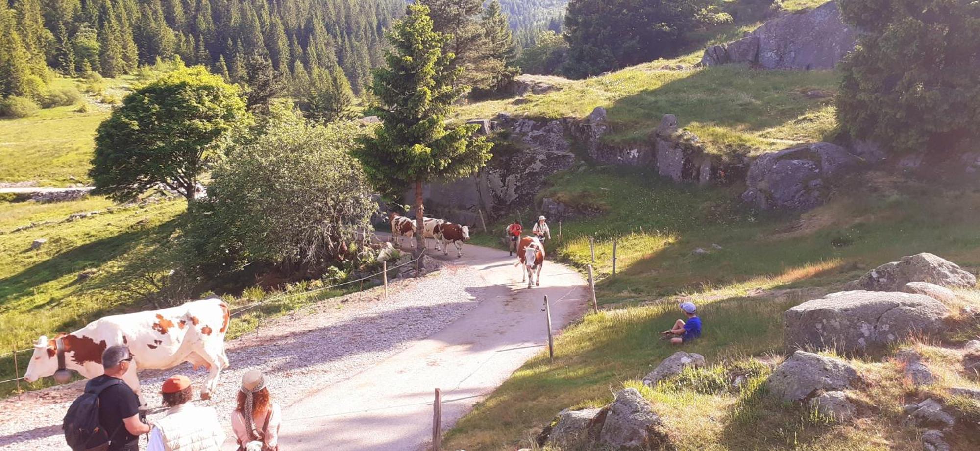 MUNSTER camping de la FECHT Exterior foto